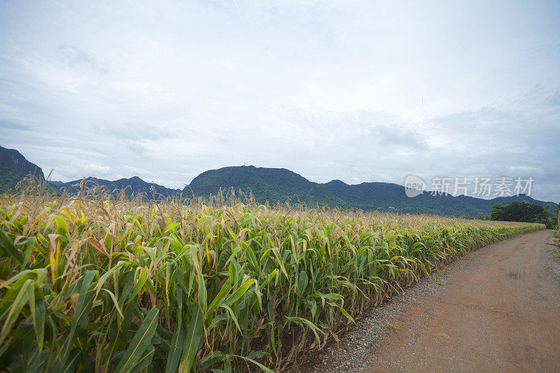 泰国Khao Kho地区的风景和玉米田